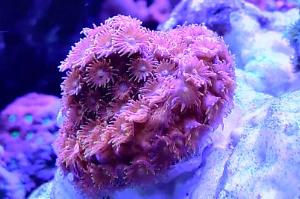 WWC HIC Cyphastrea Thumbnail