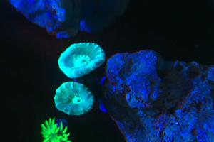 candy cane corals Thumbnail