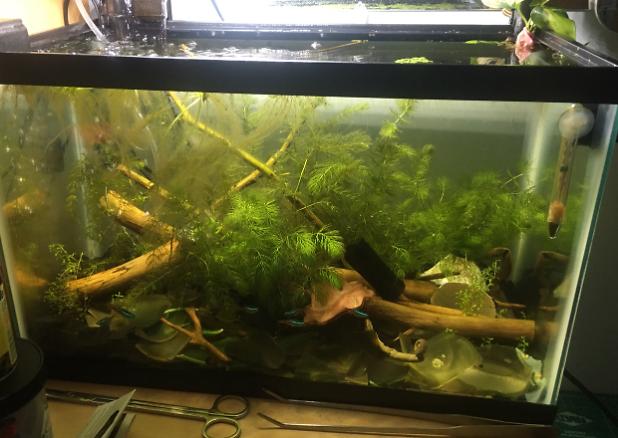 Freshwater planted tank on Dec 19, 2020