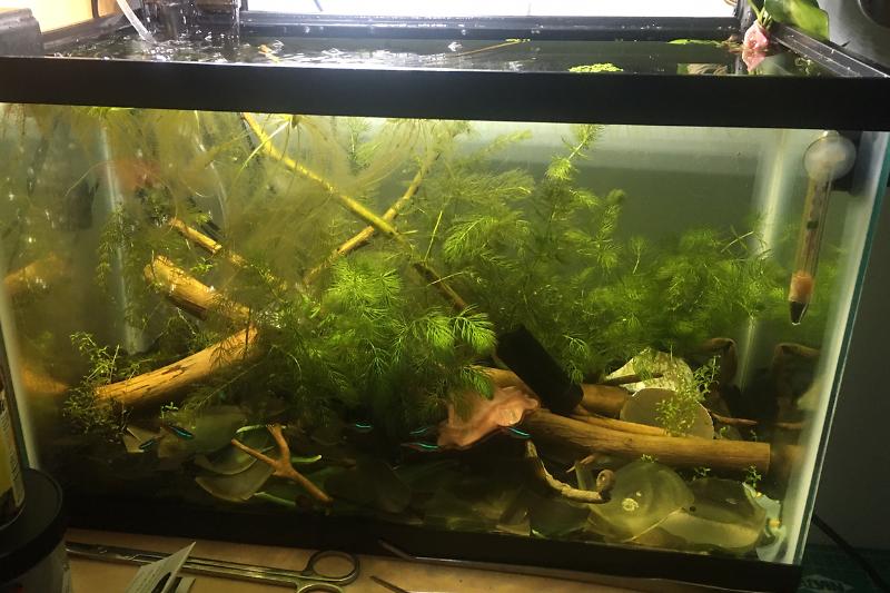 Freshwater planted tank Thumbnail