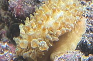 Bubble tip anemone Thumbnail