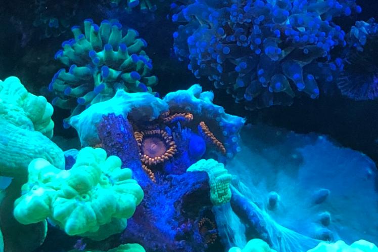 Saltwater Aquarium - Mixed Reef Tank Thumbnail