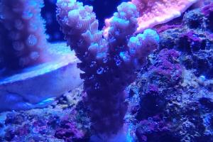 BigR Walt Disney Acropora Tenuis Thumbnail