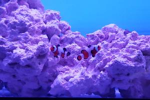 davinci clown fish Thumbnail