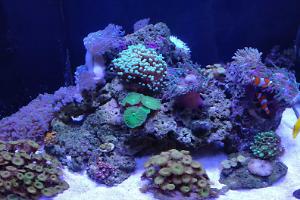 Saltwater 120L on Dec 21, 2020