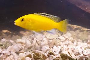 Electric Yellow Cichlid Thumbnail