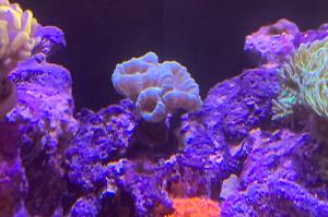 Trumpet Coral Thumbnail