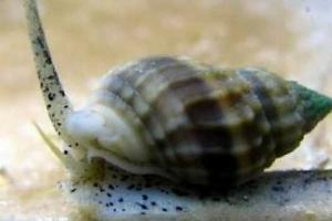 Nassarius Snail Thumbnail