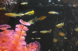 mixed guppies Thumbnail