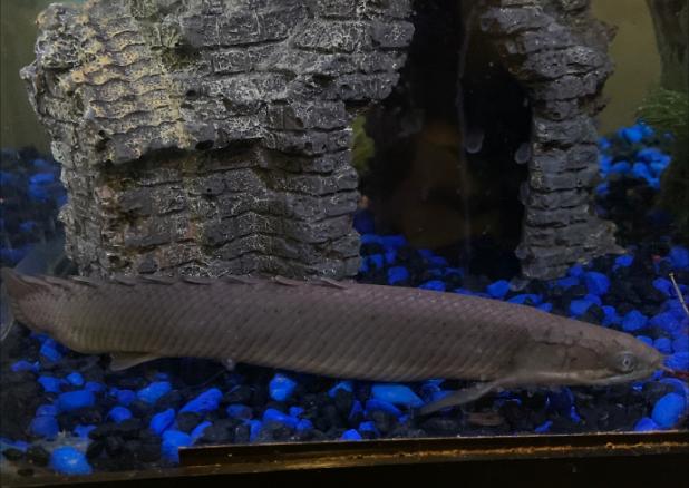 Dinosaur Bichir