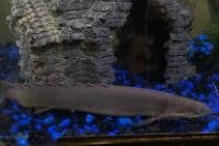 Dinosaur Bichir Thumbnail