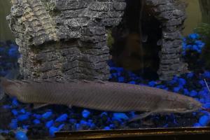 Dinosaur Bichir