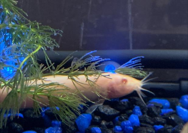 Albino Dojo Loach