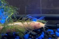 Albino Dojo Loach Thumbnail