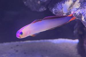 Purple Firefish Thumbnail