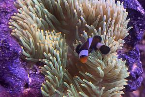 Laser Bubble Tip Anemone Thumbnail