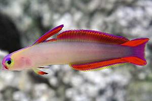 purple firefish Thumbnail