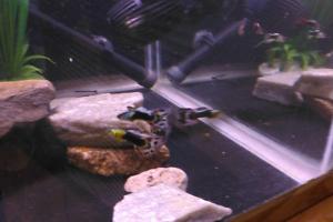 Misc. Guppies Thumbnail