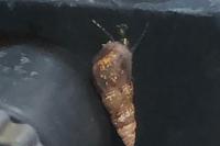 Malaysian Trumpet Snail Thumbnail