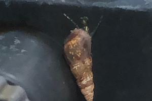 Malaysian Trumpet Snail Thumbnail