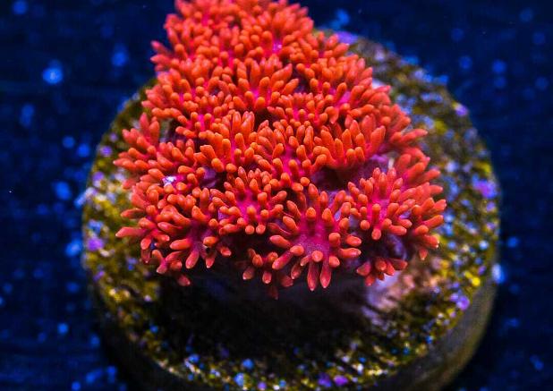 Flower Pot Coral