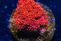 Flower Pot Coral Thumbnail