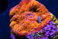 Chalice Coral Thumbnail