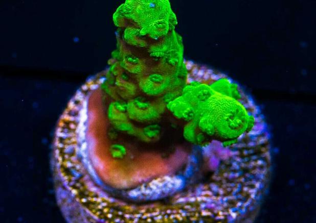 Acropora millepora