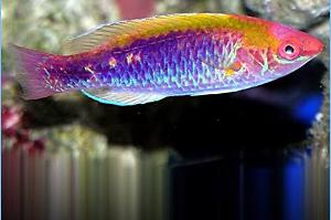 Lubbock’s fairy wrasse Thumbnail