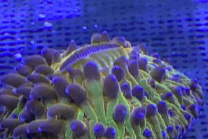 Yellow Fungia Thumbnail