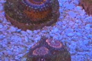 Pink zipper zoanthid Thumbnail