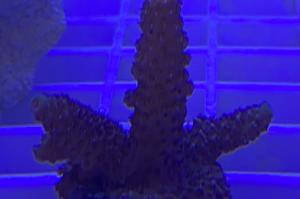 Purple Millepora Thumbnail