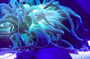 Long Tentacle Anemone Thumbnail