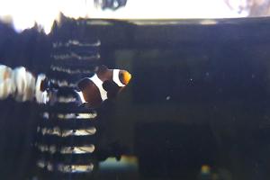 Black clownfish Thumbnail