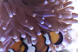 Snowflake clownfish Thumbnail