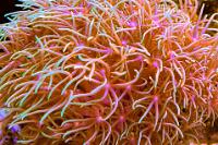 Green Star polyps Thumbnail