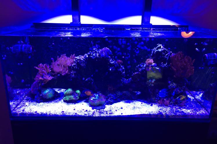 Ians Reef Thumbnail