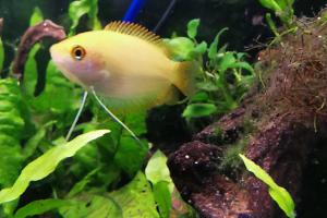 honey gourami Thumbnail