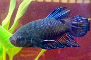 King Betta Thumbnail