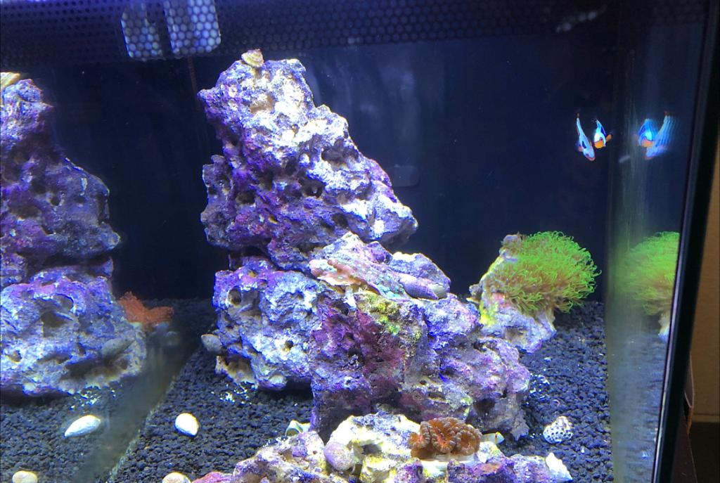 First saltwater: Fluval Evo 13.5 on Dec 29, 2020