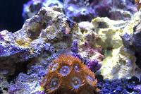 Red Zoanthid Thumbnail