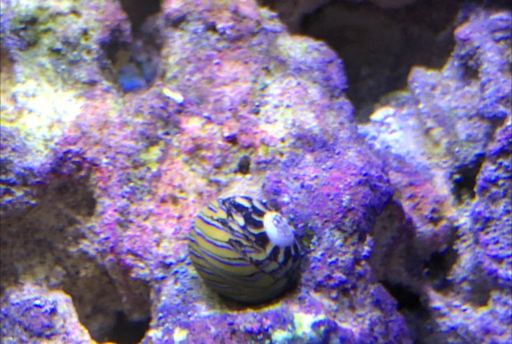 Tapestry Nerite snail