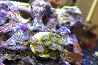 Bluberry zoanthid