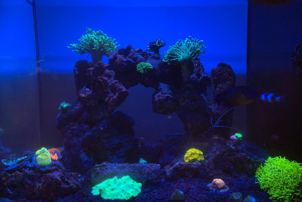 25g Reef Tank on Dec 30, 2020