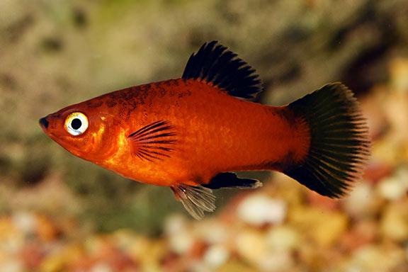 Platy Fish / Xiphophorus maculatus 675