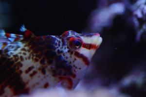 Falco Hawkfish Thumbnail