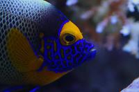 Blueface Angelfish Thumbnail