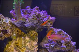 Lyretail Anthias Thumbnail