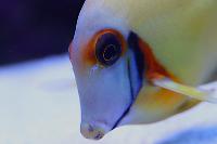 Mimic Lemon Peel Tang Thumbnail