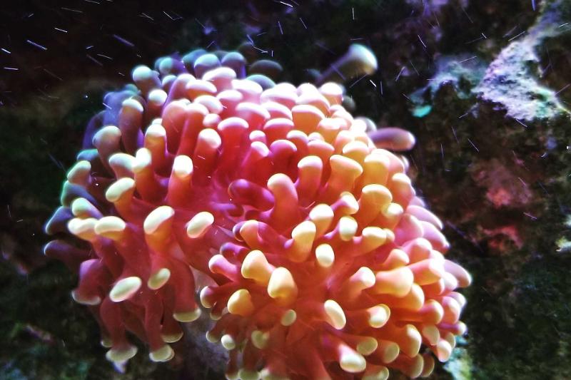 Living Room Reef Tank  Thumbnail